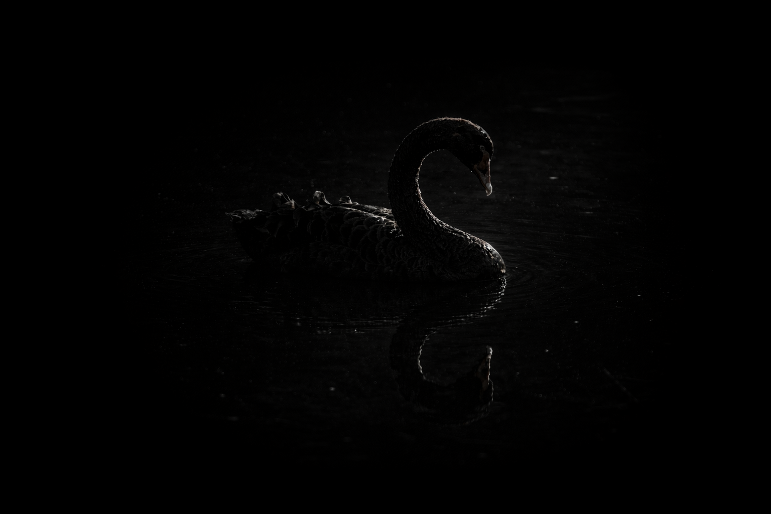 Minimalist silhouette of a black swan on dark water with a soft reflection.